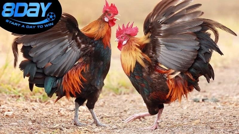 Đá gà 8day có an toàn không? Đánh giá chi tiết 3 Các biện pháp an toàn khi tham gia đá gà trên 8day