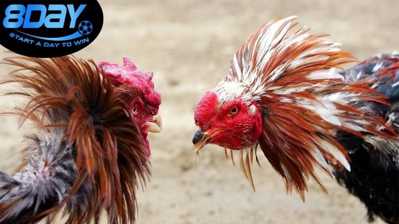 Đá gà online 8day có hợp pháp không? Giải đáp chi tiết 3 Luật pháp về cờ bạc trực tuyến ở Việt Nam