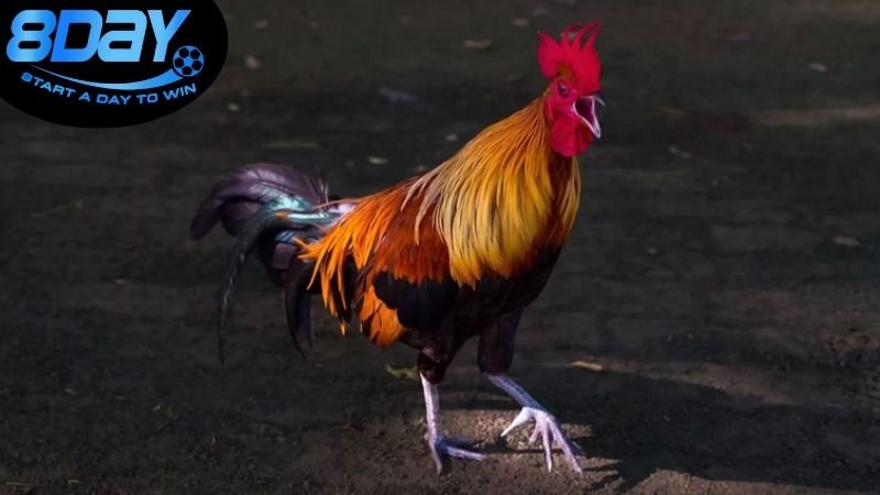 Đá gà Campuchia trực tiếp hôm nay chất lượng HD 3 Cách xem đá gà trực tiếp