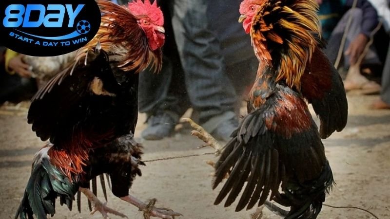 Mẹo cá cược đá gà thắng lớn dễ áp dụng 2025 2 Tìm hiểu về đá gà trực tuyến nạp rút 24/7