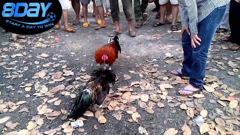 Mẹo cá cược đá gà thắng lớn dễ áp dụng 2025 4 Lợi ích và rủi ro khi tham gia đá gà trực tuyến