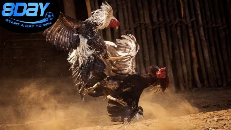 Livestream đá gà độ hôm nay chất lượng cao 3 Cách tiếp cận livestream đá gà độ hôm nay