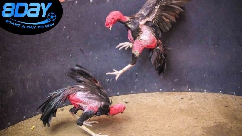 s128 vs sv388 khác gì nhau? So sánh chi tiết 3 So sánh s128 và sv388