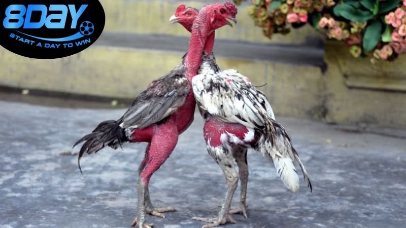 s128 vs sv388 khác gì nhau? So sánh chi tiết 4 Lời khuyên cho người dùng